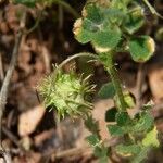 Medicago truncatula ᱡᱚ