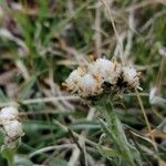 Antennaria carpatica Blüte