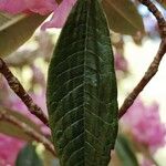 Rhododendron argyrophyllum Leaf