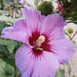 Hibiscus syriacus Λουλούδι