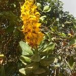Vochysia tucanorum 花