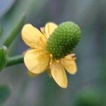 Ranunculus sceleratus Blomst