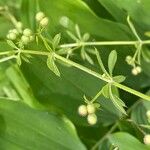 Galium aparine Φύλλο