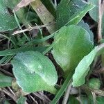 Erigeron uniflorus Leaf