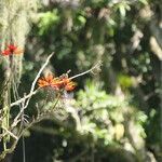 Erythrina speciosa 花