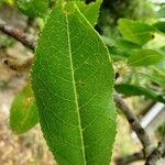 Prunus dulcis Leaf