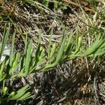 Thesium alpinum Leaf