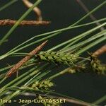 Carex distans Blomma