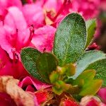 Rhododendron kiusianum 葉