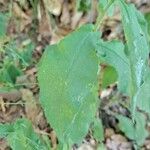 Hieracium prenanthoides Blatt