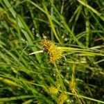 Carex flava Kvet