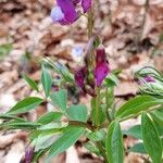 Lathyrus vernus फूल