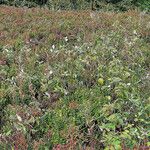 Rubus clusii Листок