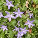 Campanula garganica Fiore