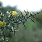 Ulex europaeus 葉