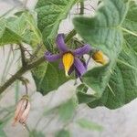 Solanum anguivi Blomst