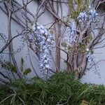 Wisteria floribundaКвітка