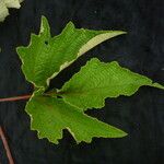 Ampelocissus divaricata Leaf