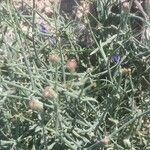 Launaea fragilis Flower