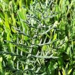 Cynara humilis Blad