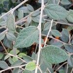 Cotoneaster franchetii পাতা