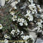 Draba dubia Цвят