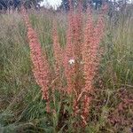 Rumex crispusKvet