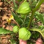 Physalis angulata Fruchs