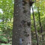 Betula lenta Azala