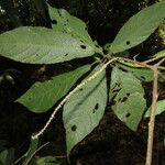 Acalypha diversifolia Levél