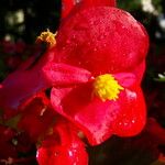 Begonia cucullata Flower