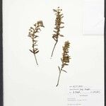 Sauvagesia elata Otro