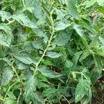 Solanum pimpinellifolium Leaf