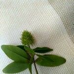 Trifolium squamosum 花