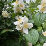 Philadelphus pubescensFleur