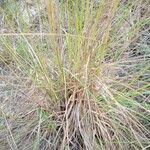 Aristida pallens Hoja