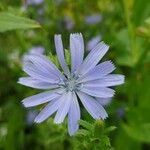 Cichorium endiviaЦвят