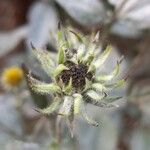 Helianthus mollis Fruit