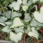 Caladium bicolorBlad