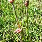 Sacoila lanceolata Hábitos