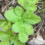 Peucedanum ostruthium Leaf