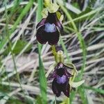 Ophrys insectiferaFlower