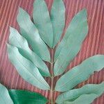 Hylodendron gabunense Hoja