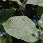 Sorbus aria Levél