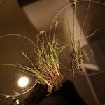 Carex oederi Natur