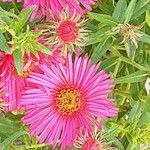 Symphyotrichum novae-angliae Flower