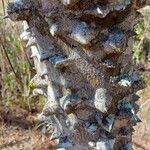 Zanthoxylum clava-herculis Corteza