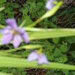 Alophia silvestris Flower