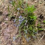Polygala alpina Flor