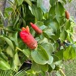 Costus woodsonii Flower